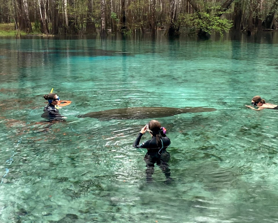Three people in wet suits swim around a manatee in a green body of water near a wooded area.
